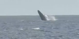 ▶️¡MIRA ESTE INCREÍBLE ESPECTÁCULO EN EL MAR DE LIMA!