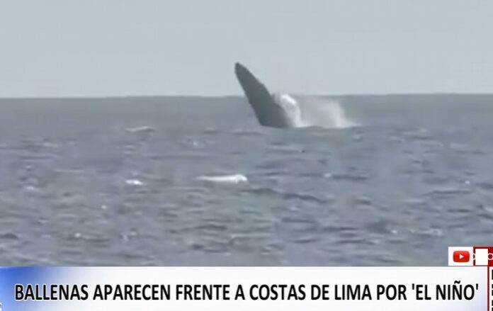 ballenas en lima